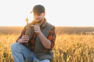Agronomist adam altın tarlasında olgun soya tohumlarını inceliyor, hasat zamanı mahsul verimini ve kalitesini dikkatlice inceliyor.
