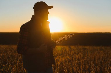 Tarlada duran çiftçi silueti bir ekin bitkisi, batan güneş tarafından aydınlatılmış, hasat kontrol