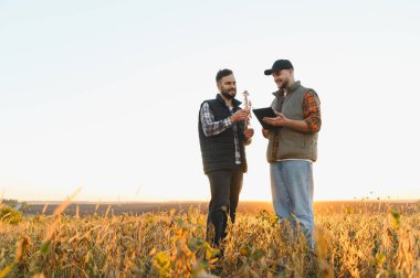 Altın soya tarlasında işbirliği yapan çiftçiler, ekin verilerini analiz etmek ve akşam saatlerinde ürün kalitesini artırmak için tablet kullanıyorlar.