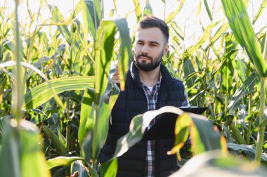 Genç çiftçi mısır tarlasının olgunluğunu ve bitki sağlığını kontrol ediyor, veri toplama ve analiz için dijital bir tablet tutuyor