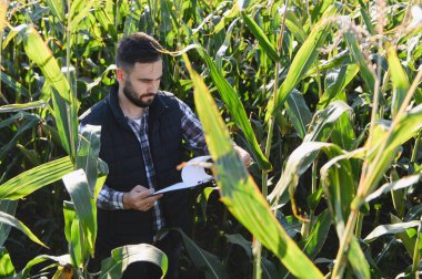 Agronomist güneşli bir alanda mısır bitkilerini inceliyor, ekin sağlığı ve tarım verimliliğini bir pano kullanarak inceliyor.