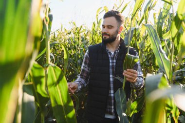 Mısır ekini yaprağını inceleyen tarımcı bitki sağlığı ve sürdürülebilir tarım uygulamaları için büyümeyi analiz ediyor.