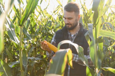 Çiftçi taze mısır koçanı tutuyor ve teftiş ediyor. Ürün kalitesini garantiye alıyor ve hasat hazırlığını değerlendiriyor.