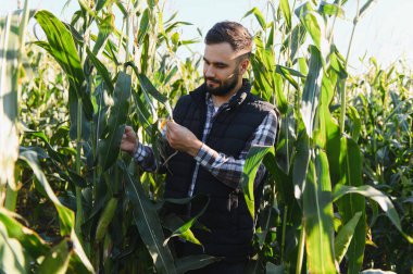Güneşli bir tarım alanındaki mısır bitkilerinin kalitesini ve büyümesini kontrol eden çiftçi, sürdürülebilir tarımı yansıtıyor