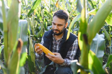 Olgun bir mısır koçanı denetleyen çiftçi, hasat sırasında ürün kalitesini ve sağlıklı bir mısır tarlasında ürün vermeyi garanti ediyor.