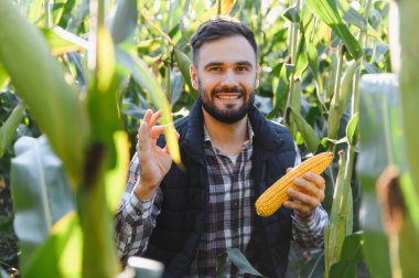 Mısır tarlasında gülümseyen çiftçi elinde taze mısır koçanı, iyi bir jest gösteriyor, kaliteli hasat sağlıyor.