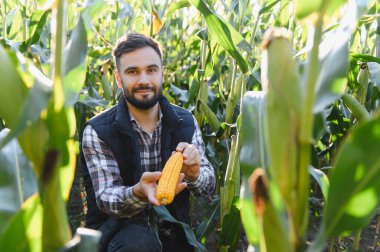 Bir mısır tarlasında dikilirken mısır koçanı kalitesini kontrol eden çiftçi, tarımı, hasatı ve sürdürülebilirliği sembolize ediyor