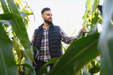 Güneşli bir tarımda yeşil mısır bitkilerini inceleyen çiftçi, mahsul kalitesini ve sağlıklı büyümeyi garanti altına alıyor.