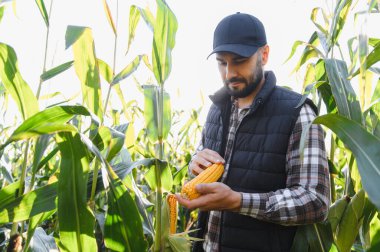 Taze mısır koçanı tutan ve denetleyen çiftçi, yemyeşil mısır tarlasında hasatın kalitesini kontrol ediyor.