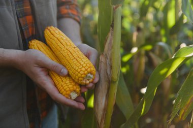 Ellerinde olgun iki mısır koçanı tutan çiftçi yaz hasadı gününde sağlıklı bir yeşil mısır tarlasını inceliyor.