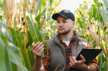 Çiftçi böcek ve hastalık için yaprakları kontrol ediyor, kalite kontrolü için pano tutuyor. Bitki büyümesi ve verimi değerlendiriliyor