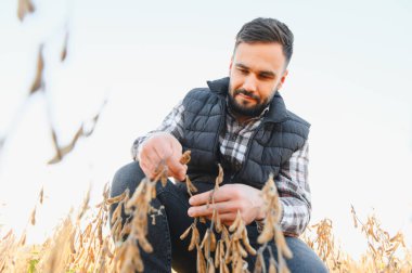 Tarladaki olgun soya bitkilerinin kalitesini denetleyen çiftçi, hasat hazırlığını ve mahsul sağlığını kontrol ediyor.