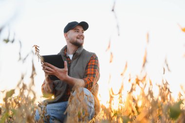 Soya tarlasında çiftçi, akıllı tarım yönetimi için dijital tablet kullanarak kalite ve büyüme hasadını denetliyor.
