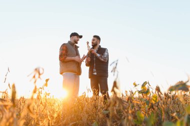 İki erkek çiftçi soya fasulyelerini teftiş ediyor, kırsal alanda tarım ve hasat stratejilerini tartışıyorlar.
