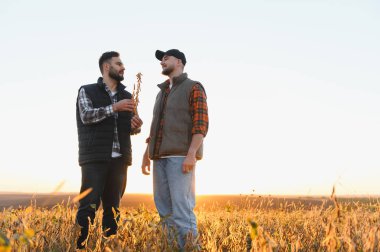 Genç çiftçiler soya tohumlarını gün batımında tarlada inceliyor, mahsul kalitesi ve tarım ticaretini tartışıyorlar.