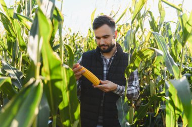 Çiftçi tarlada mısır tarlasının kalitesini kontrol ediyor. Hasadı ve büyümeyi inceliyorum.