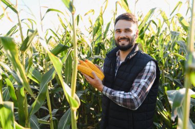 Olgun mısır koçanları tutan mutlu çiftçi, yeşil bir tarlada duruyor, başarılı hasat ve büyüme gösteriyor.