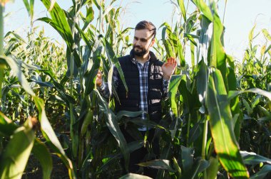 Güneşli bir mısır tarlasında genç bir adam yeşil mısır saplarını denetliyor, yapraklara dokunuyor ve sürdürülebilir bir hasat için ekin sağlığını kontrol ediyor.