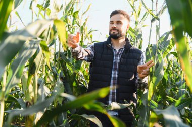 Çiftçi güneşli yaz tarlasında sağlıklı mısır mahsullerini inceleyerek büyümeyi ve sürdürülebilir hasat ve geçim potansiyelini değerlendiriyor.