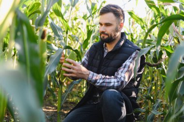 Kırsal adam sağlıklı mısır bitkisi büyümesini kontrol ediyor, tarımsal ilerlemeyi ve sürdürülebilir tarımı sembolize ediyor