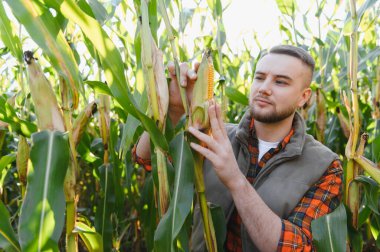 Çiftçi mısır koçanı üzerinde dikkatlice inceler, güneşli bir mısır tarlasında tarım bitkisinin büyümesini ve kalitesini kontrol eder.