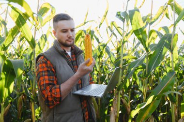 Güneşli mısır tarlasında çiftçi elinde mısır kulağıyla ekin verilerini ve dizüstü bilgisayarında akıllı tarım ve kalite değerlendirmelerini kontrol ediyor.