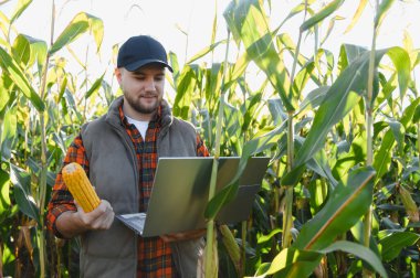Genç tarımcı mısır tarlasında akıllı çiftçilik yapmak için dizüstü bilgisayar kullanıyor, teftiş için bir mısır kabuğu tutuyor.