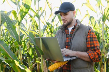 Çiftçi mısır tarlasında bir dizüstü bilgisayardaki ekin verilerini kontrol ediyor, elinde mısır kabuğu tutuyor, modern tarım teknolojisini temsil ediyor.