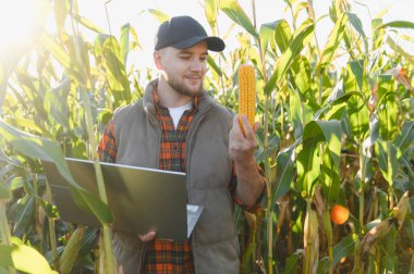 Agronomist mısır koçanı inceler ve güneşli bir tarımsal alanda dizüstü bilgisayardaki verileri izler, akıllı tarım uygulamalarını gösterir
