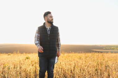 Genç çiftçi tarlada yürüyor, soya fasulyesi hasadı kalitesini kontrol ediyor.