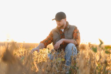 Kepli ve ekose gömlekli çiftçi tarlada olgun soya fasulyelerini inceliyor, hasat zamanı kalitesini kontrol ediyor.