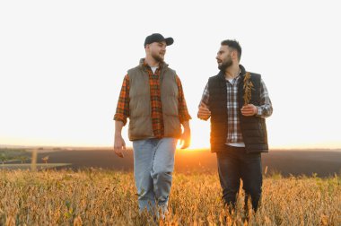 Gün batımında olgunlaşmış soya tarlasında yürüyen iki çiftçi hasat kalitesi ve hasat stratejisini tartışıyor.