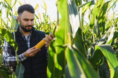 Tarım ve sürdürülebilir çiftçiliği temsil eden, yeşil mısır tarlasında olgun mısırların kalitesini kontrol eden çiftçi