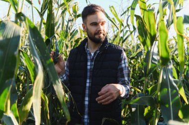 Güneşli bir tarlada mısır mahsulünü inceleyen çiftçi, çiftçiliğe, hasata ve sürdürülebilirliğe bağlılığını gösteriyor.