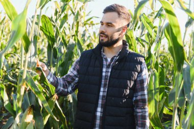Çiftçi mısır mahsulünü inceliyor, gün batımında tarla yaprağını inceliyor. Hasat, tarım ve kırsal yaşam kavramı