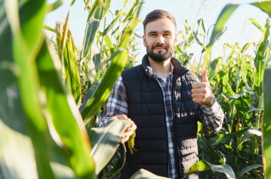 Kendine güvenen erkek çiftçi yeşil bir mısır tarlasında duruyor, ekinleri inceliyor ve baş parmak işareti yapıyor.
