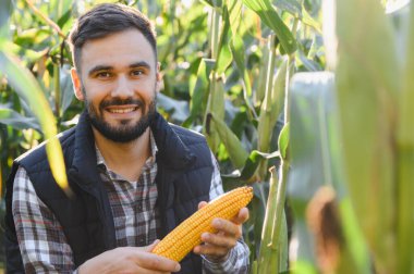 Gülümseyen çiftçi elinde olgun bir mısır koçanı, güneş ışığı altındaki yeşil tarım tarlasında hasatı inceliyor.