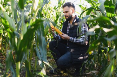 Agronomist güneş ışığıyla aydınlanan bir alanda sağlıklı bir mısır koçanı inceler, sürdürülebilir ürün üretimi ve verimi için büyüme ve kaliteyi izler.