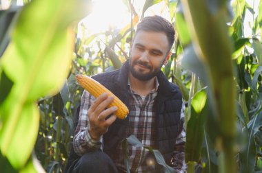 Genç sakallı çiftçi gün batımında bir tarım tarlasında taze mısır koçanı inceliyor, hasat ve gıda üretimini temsil ediyor.