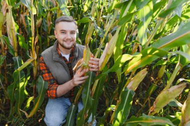 Mutlu çiftçi güneşli tarlalarda olgun mısır kulaklarını kontrol ediyor, hasat, tarım ve sürdürülebilir büyümeyi temsil ediyor.