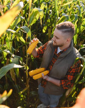 Mısır tarlasında altın yaz hasadı, kırsal tarım ve verimlilik süresince taze mısır koçanları inceleyen ve elinde tutan genç bir adam.