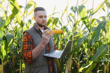 Tarımcı mısır tarlasında mısır mahsulünü inceliyor, modern tarım yönetimi için dizüstü bilgisayar kullanıyor.