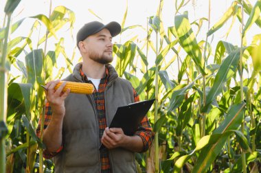 Genç tarımcı mısır ekinlerini kontrol ediyor, bir mısır ve pano kulağı tutuyor, tarladaki hasadı değerlendiriyor.