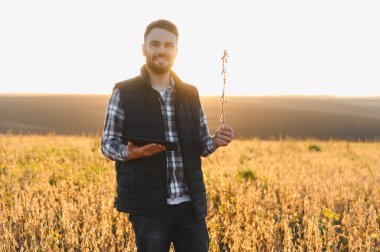 Olgunlaşan bir soya tarlasında elinde dijital tablet ve soya fasulyesi olan çiftçi tarım verilerini denetliyor.