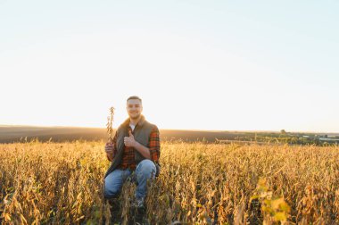 Mutlu çiftçi soya fasulyelerini gün batımında tarlada kontrol ediyor, başarılı bir hasat için başparmaklarını gösteriyor.