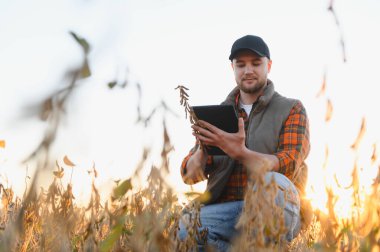 Genç tarımcı gün batımında altın tarım alanındaki soya fasulyelerini analiz etmek için dijital tablet kullanıyor.