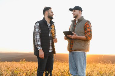 Gün batımında tarlada dikilen iki çiftçi tarım planlarını tartışıyor ve akıllı tarım yönetimi için dijital tablet kullanıyor.
