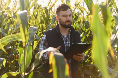 Mısır tarlasında elinde pano tutan bir tarım uzmanı yaz hasadı mevsiminde hassas tarım için güneş ışığı altında sağlıklı yeşil mahsulleri inceliyor.