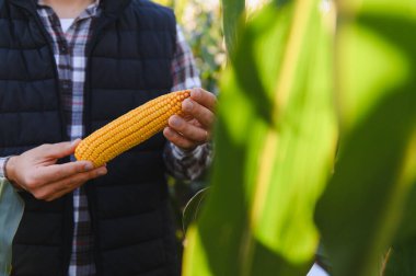 Olgun bir mısır koçanı tutan çiftçi, yeşil bir tarlada mahsulü teftiş ediyor, tarımı ve hasat başarısını simgeliyor.