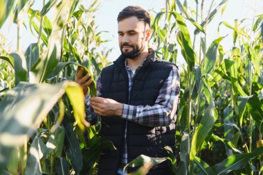Genç adam mısır mahsulünü kalite ve büyüme için inceliyor. Çiftçilik ve hasat için sürdürülebilir tarım uygulamaları